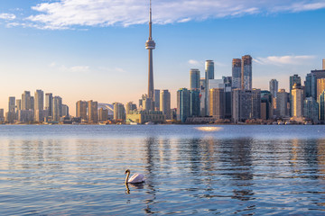 Toronto Skyline and swan swimming on Ontario lake - Toronto, Ontario, Canada © diegograndi