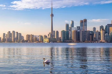 Wandcirkels aluminium Toronto Skyline and swan swimming on Ontario lake - Toronto, Ontario, Canada © diegograndi