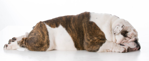 dog laying down sleeping