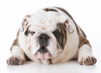 Fototapeta premium dog with funny expression