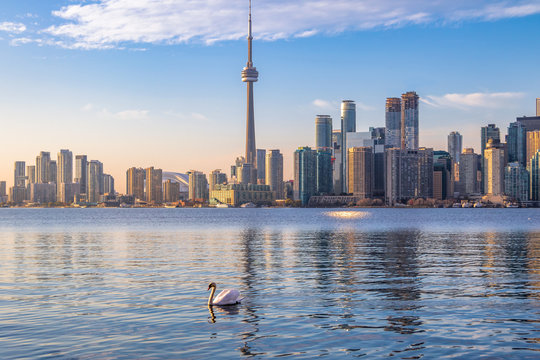 Toronto Skyline and swan swimming on Ontario lake - Toronto, Ontario, Canada