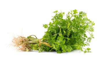 Bunch of fresh coriander leaves over white background.