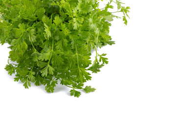 Bunch of fresh coriander leaves over white background.