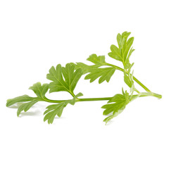Bunch of fresh coriander leaves over white background.