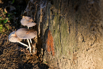 Mushrooms growing on old tree stump with sunshine. 