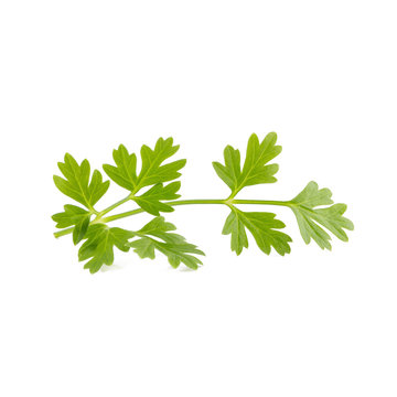 Bunch of fresh coriander leaves over white background.