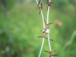 Barbed wire in forrest with green background.
