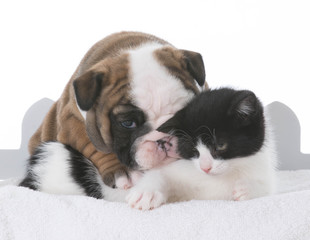 Fototapeta na wymiar puppy and kitten love