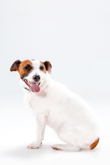 Small Jack Russell Terrier sitting on white