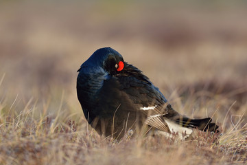 Black grouse cleaning its feathers. Black grouse eyes closed.