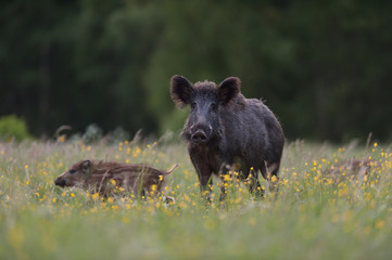 Wild boar sow with piglets. Wild boar family.