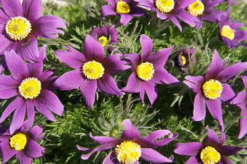Obraz na płótnie Canvas Pulsatilla ludoviciana or Anemone patens or Pasqueflower purple flowers in garden