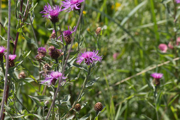 purple wildflower cornflower  closeup on a meadow