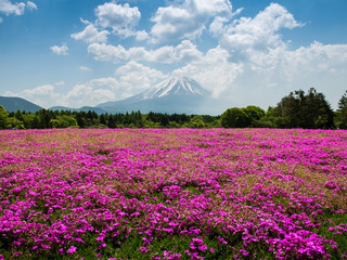 Mount Fuji with shibazakura pink moss in Japan - 128630111