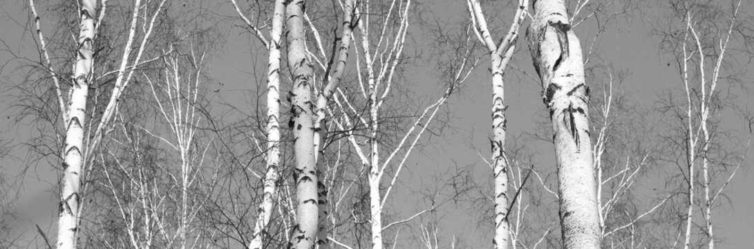 birch forest, black-white photo, autumn landscape, beautiful panorama