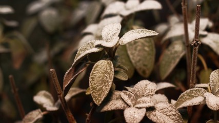 frozen plant
