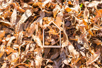 落ち葉が詰まった家