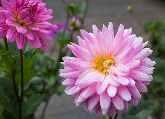 Obraz premium close up beautiful pink Dahlia flower blooming in garden.