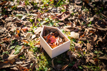 落ち葉が詰まった建物