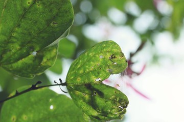 green leaves