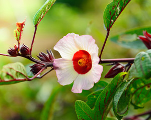 Hibiscus sabdariffa or roselle flower on tree