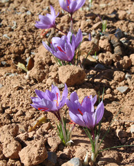 Flores de azafrán