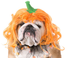 dog dressed up for halloween