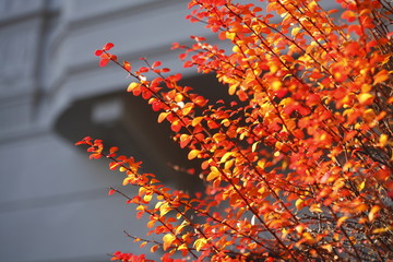 rot verfärbtes Herbstlaub an Zweigen