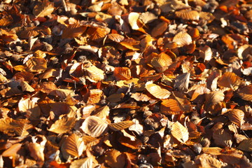 Buchenblätter, braun verfärbtes Herbstlaub