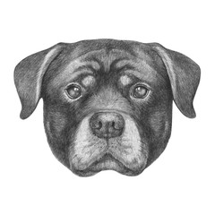 Portrait of Rottweiler. Hand drawn illustration. 