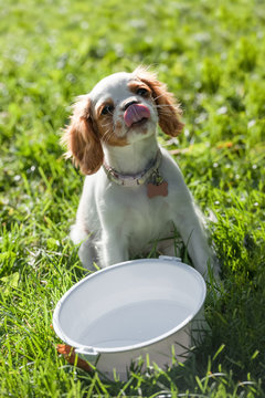 Cute Spaniel Puppy Lapping From A Water Bowl