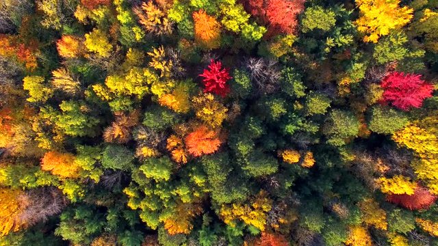 Looking Straight Down on Autumn Colors, Trees, Scenic Forests
