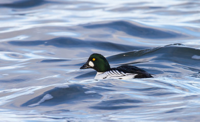 Schellente auf dem Steinhuder Meer