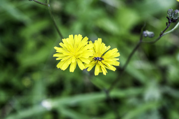 Petite fleur jaune 