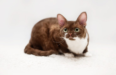 Obraz premium Portrait of young devon rex cat