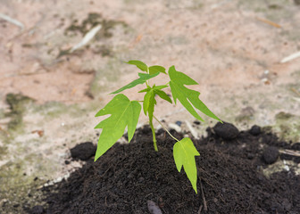 The seedling of papaya in the orchard.