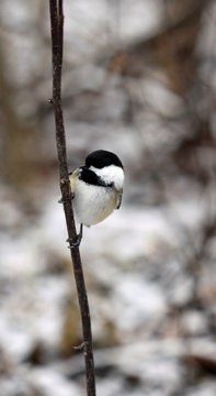 m&eacute;sange &agrave; t&ecirc;te noire