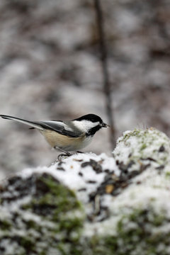 m&eacute;sange &agrave; t&ecirc;te noire