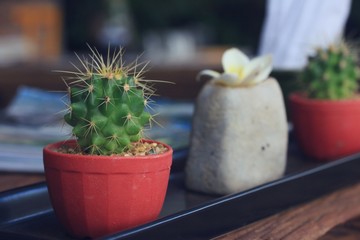 cactus