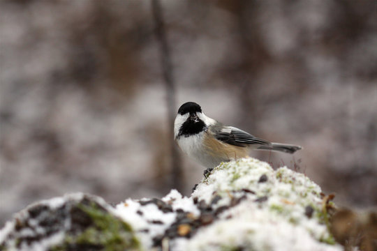 m&eacute;sange &agrave; t&ecirc;te noire