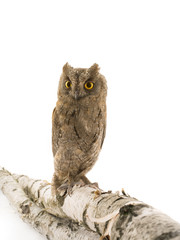 Obraz premium European scops owl