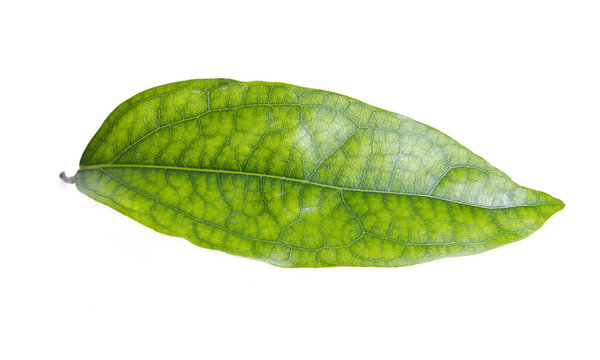 Tiliacora triandra (Bai ya nang in thai name) green leaf isolate