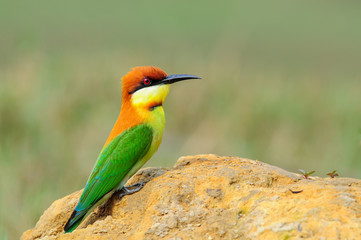 A colourful of bird, Chestnut-headed Bee-eater stand alone in the morning