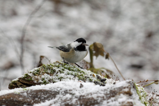 m&eacute;sange &agrave; t&ecirc;te noire