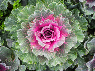 Green and pink cabbage background texture.