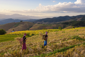 Fototapeta premium Farmer harvesting rice
