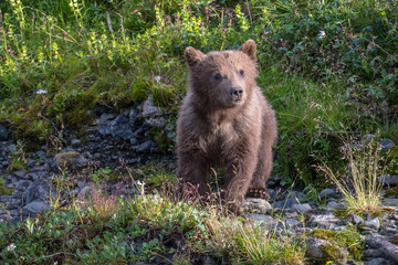 Obraz premium Sow and cubs of McNeil River, laying.