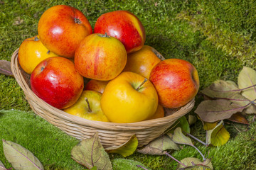 apples in a basket in the fall garden