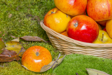 Fototapeta na wymiar apples in a basket in the fall garden