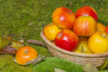 apples in a basket in the fall garden